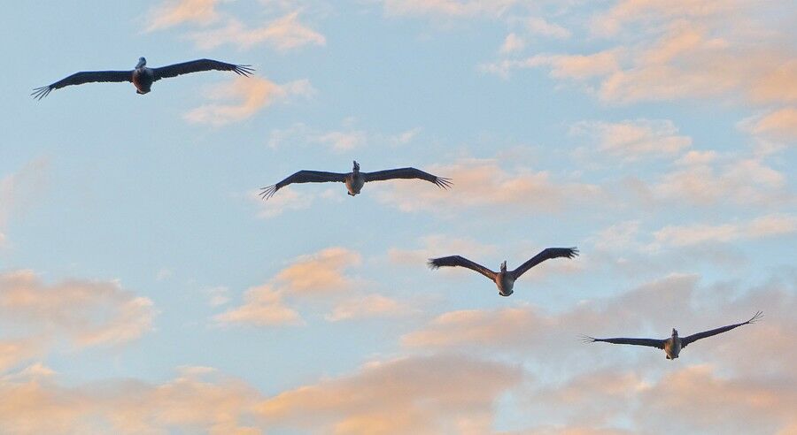 Click to See Next Image